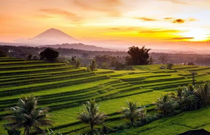 Kami menyediakan layanan airport transfer atau antar jemput Bandara Internasional Juanda Surabaya ke Jatiluwih, Bali dan seluruh kota di Jawa Timur, Bali, Jawa Tengah, Yogyakarta (DIY), Jawa Barat, DKI Jakarta, Banten, sewa dan carter mobil Toyota Avanza 5 seater, Toyota Innova 6 seater, Toyota Hiace 14 seater.